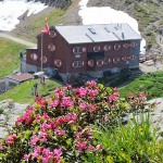 Alpenroseblüte bei der Wormser Hütte